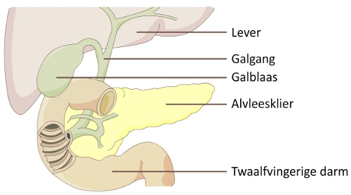 1517311809244-Galblaas_galgangen