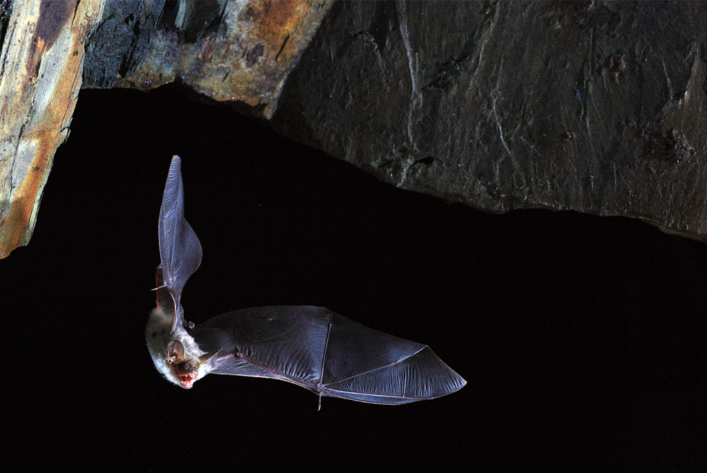 These Bats Don’t Seem to Die of Old Age—Can They Help Extend the Human Lifespan?