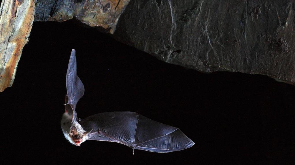 These Bats Don’t Seem to Die of Old Age—Can They Help Extend the Human Lifespan?