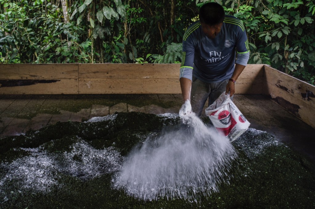 Comunidades afro: las víctimas invisibles de la coca en Tumaco