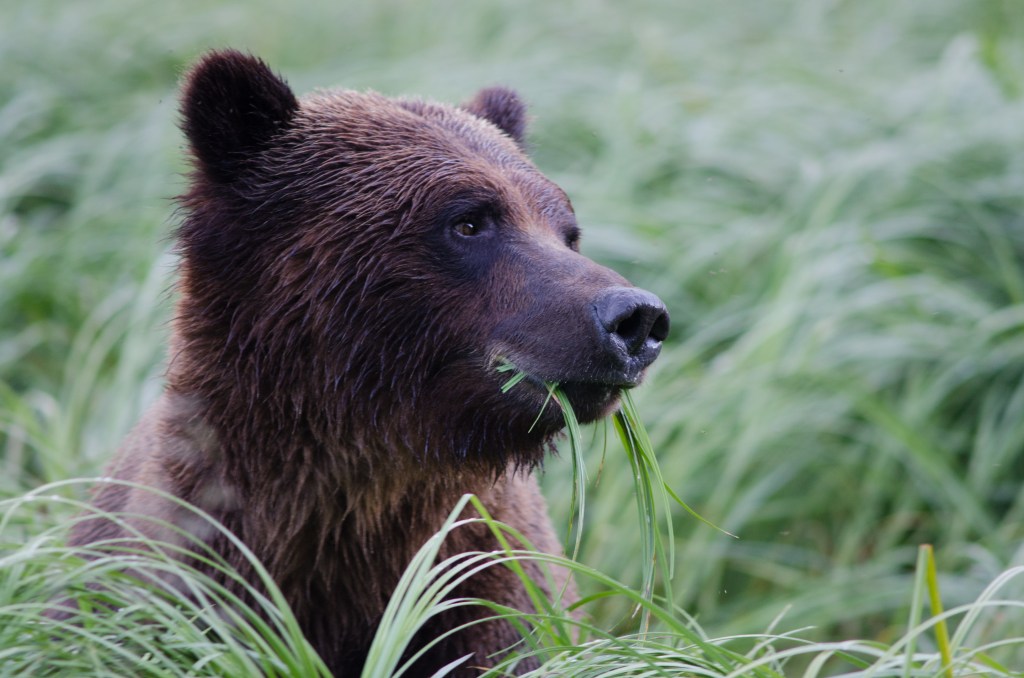 Most Hunt Management Plans Aren’t Based in Science