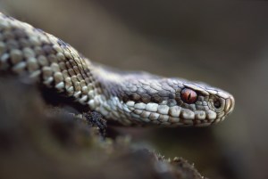 snake