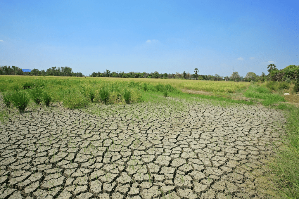 More Than 75 Percent of Earth’s Land Areas Are ‘Broken,’ Major Report Finds