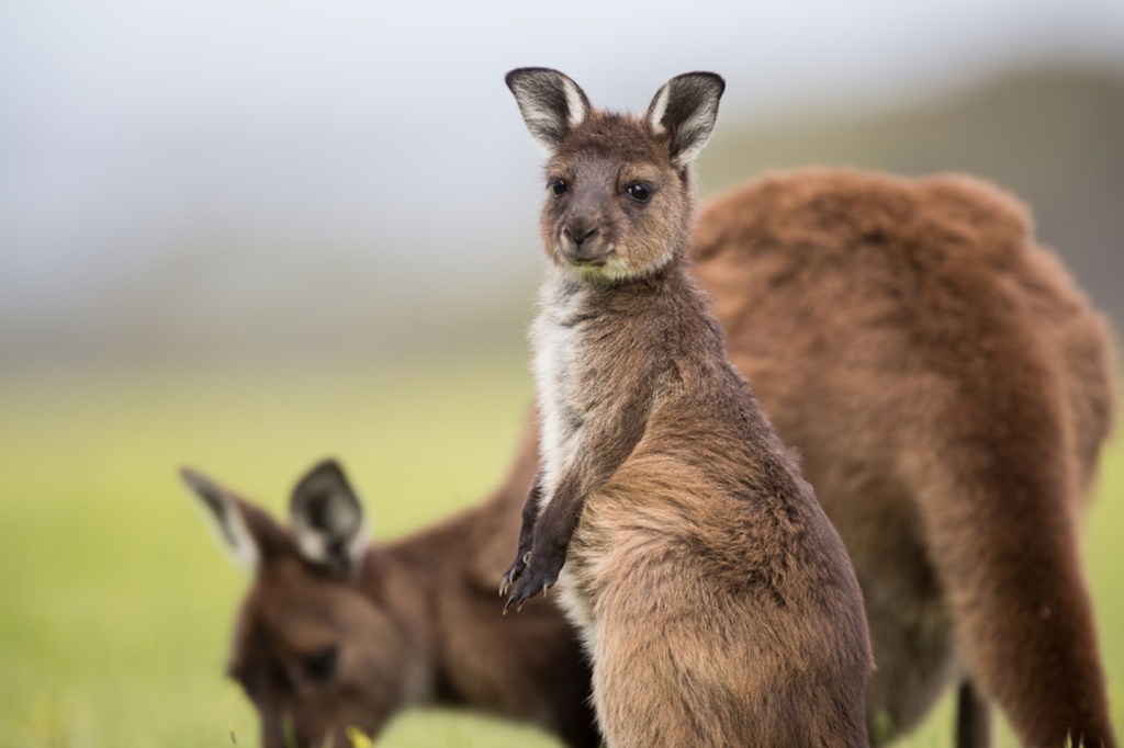 Tourists in Australia Accidentally Trained Kangaroos to Attack For Food