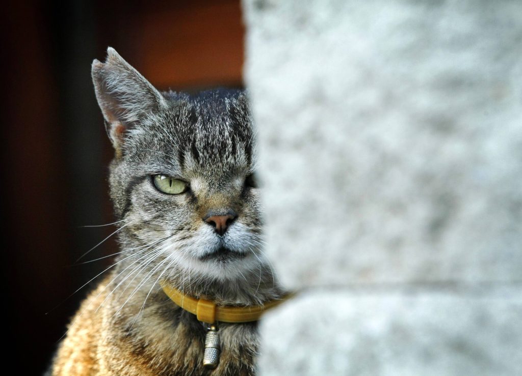 Die tragische Geschichte der Cyborg-Katze, die für die CIA in den Kalten Krieg zog