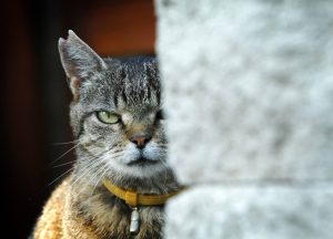 Katze hinter einer Mauer