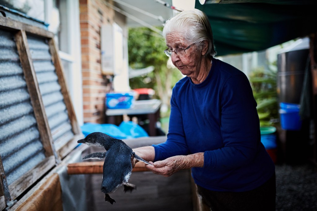 Deze 85-jarige vrouw leert pinguïns zwemmen