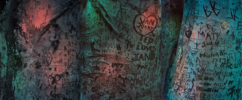 This Photographer Searches for the Messages Strangers Carve in Trees