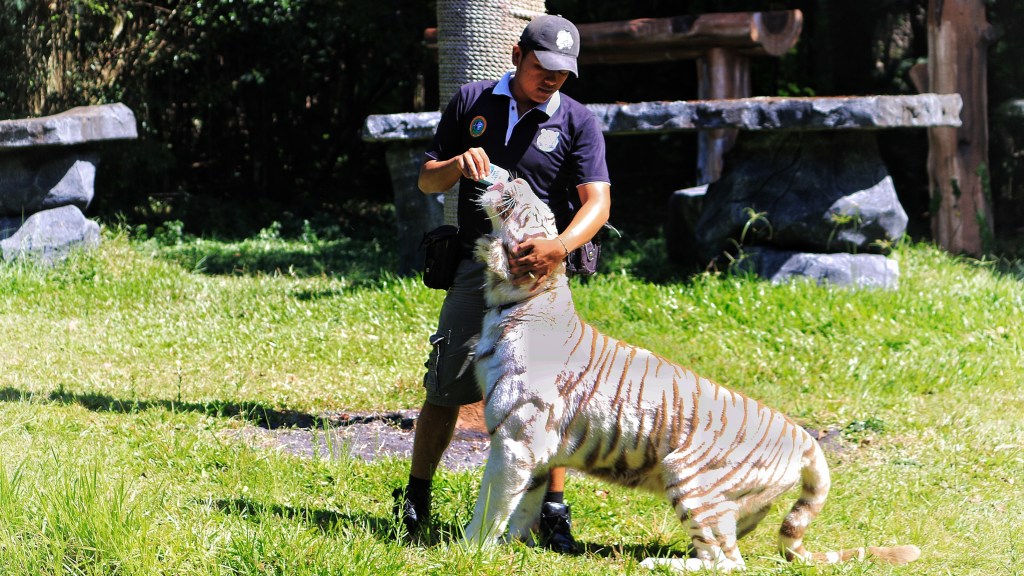 10 Pertanyaan Penting yang Ingin Anda Ajukan Pada Pawang Harimau