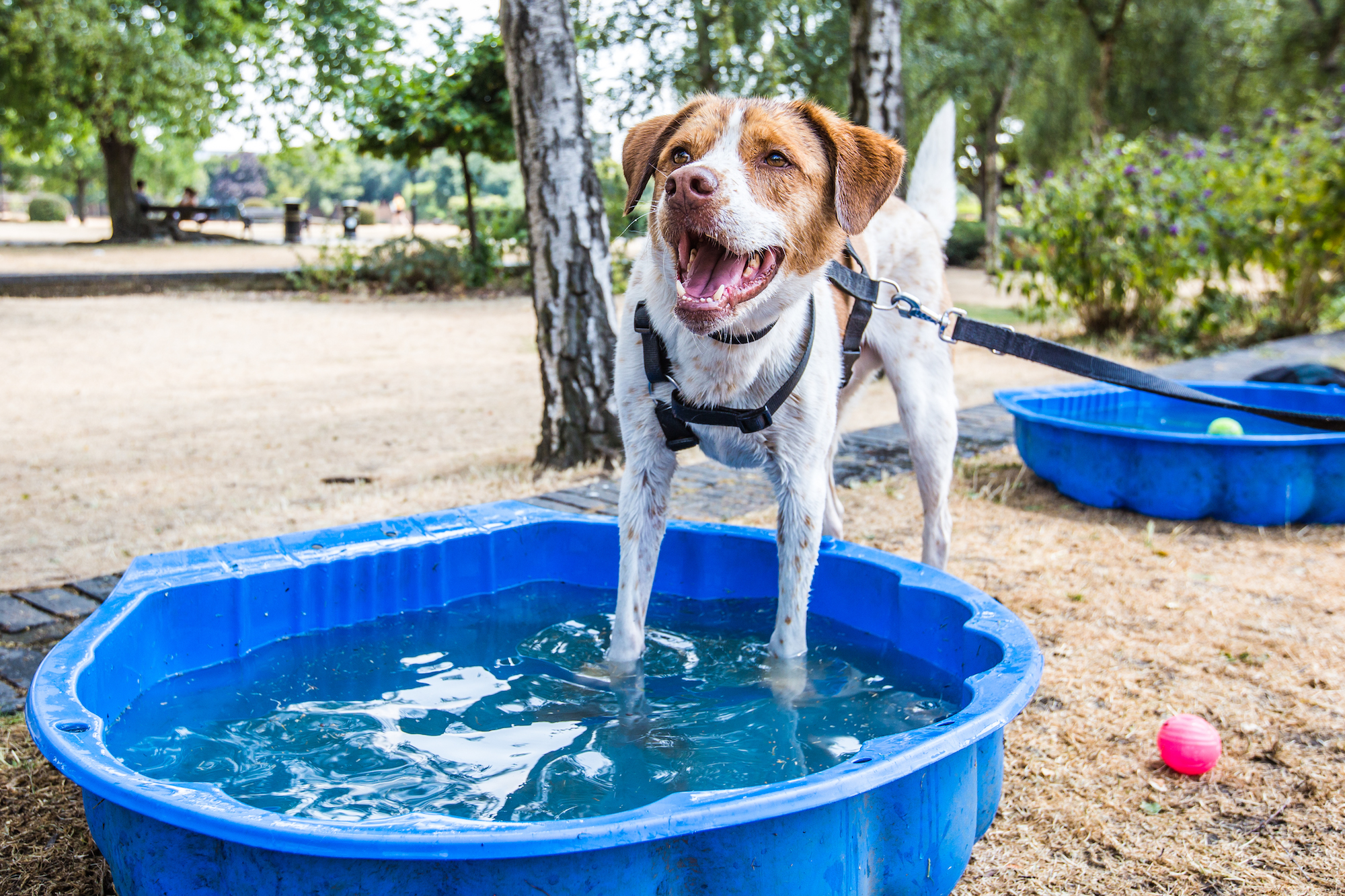 perros aguantando la ola de calor