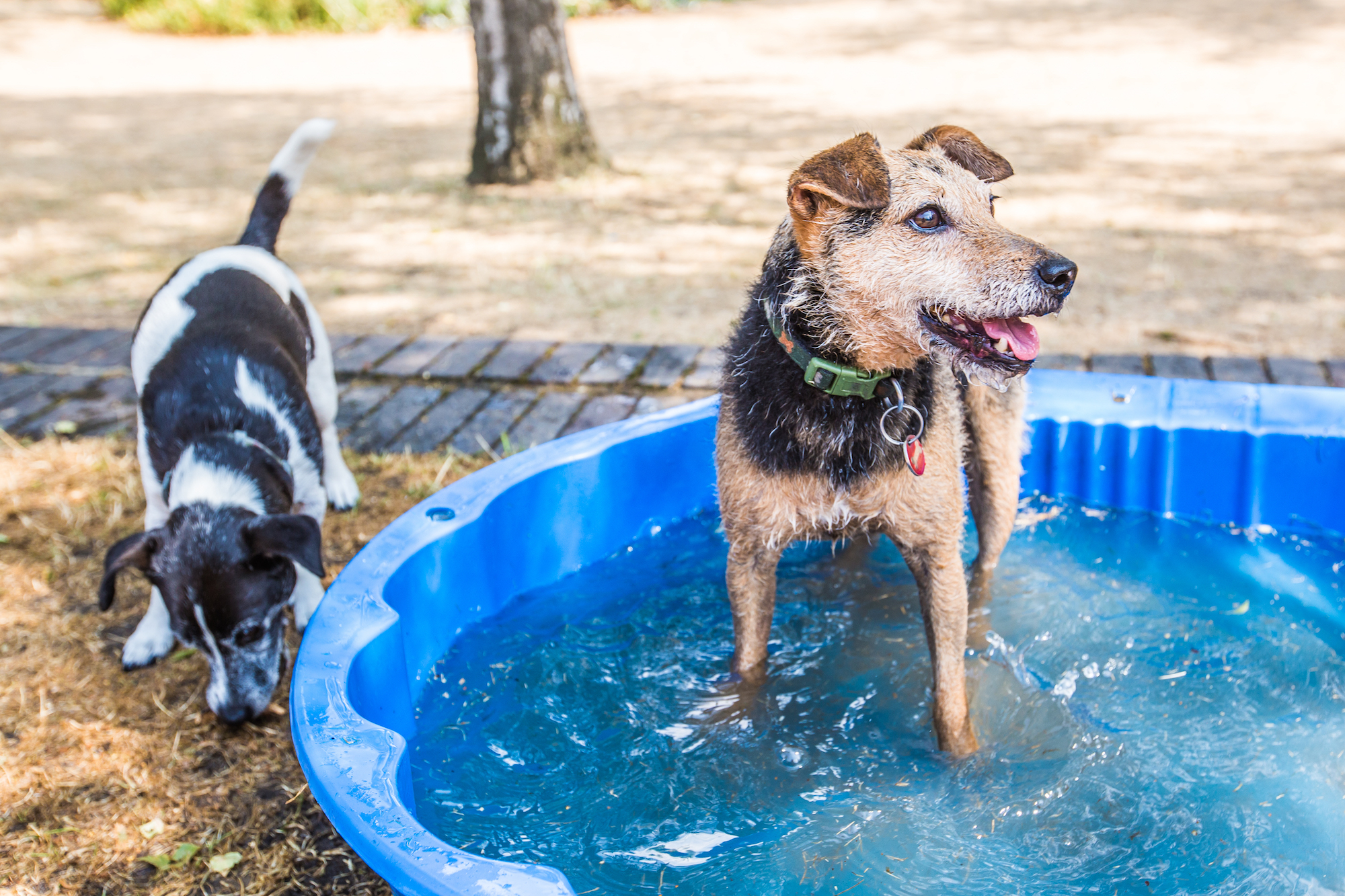 perros aguantando la ola de calor