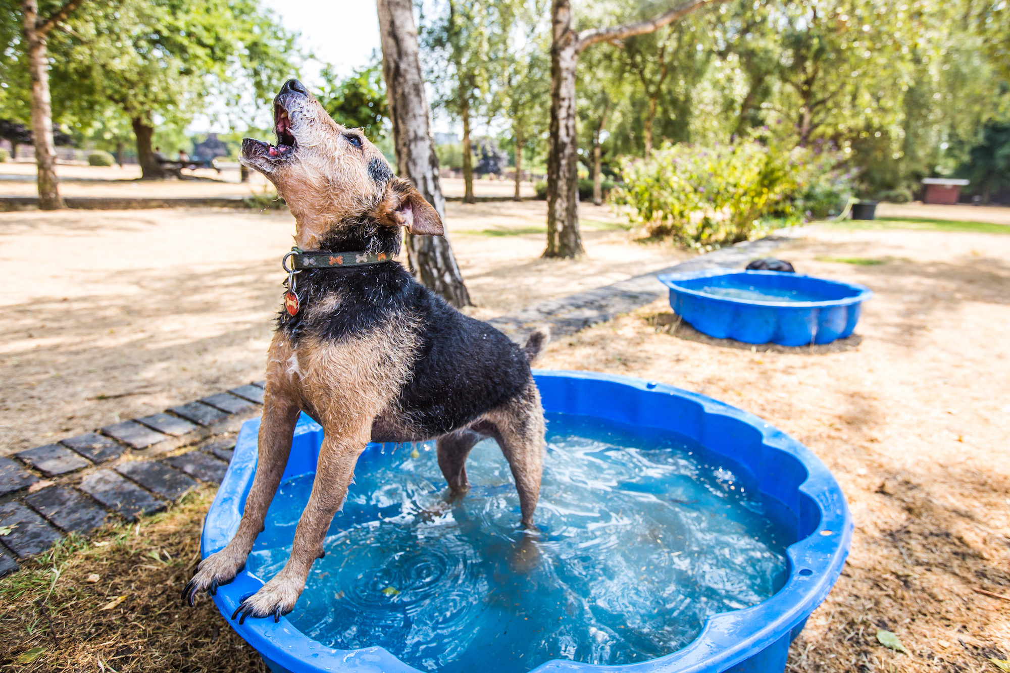 perros aguantando la ola de calor