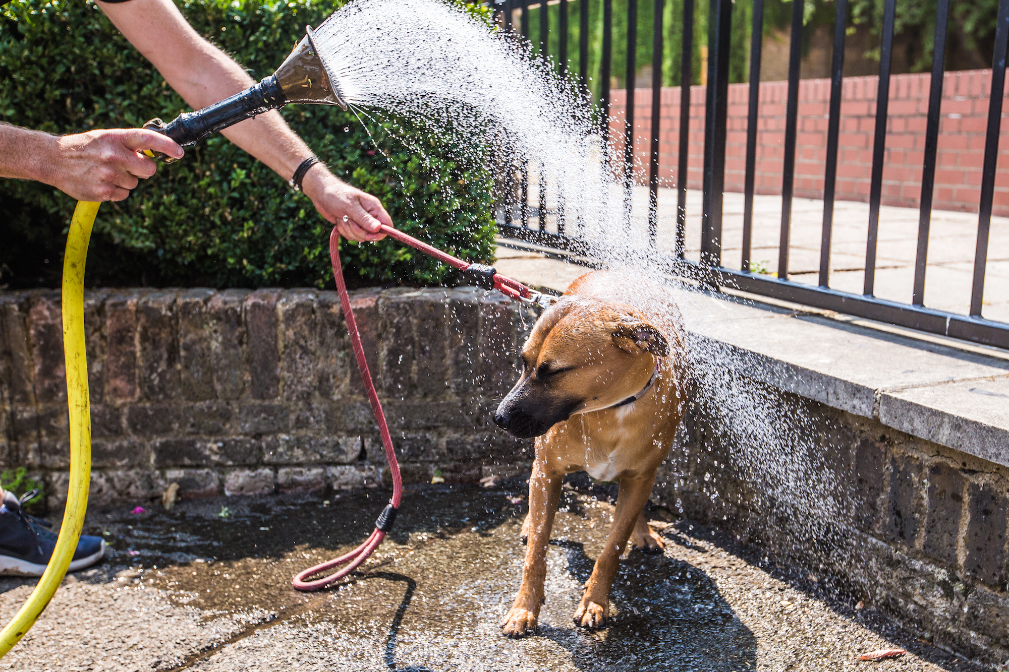 perros aguantando la ola de calor