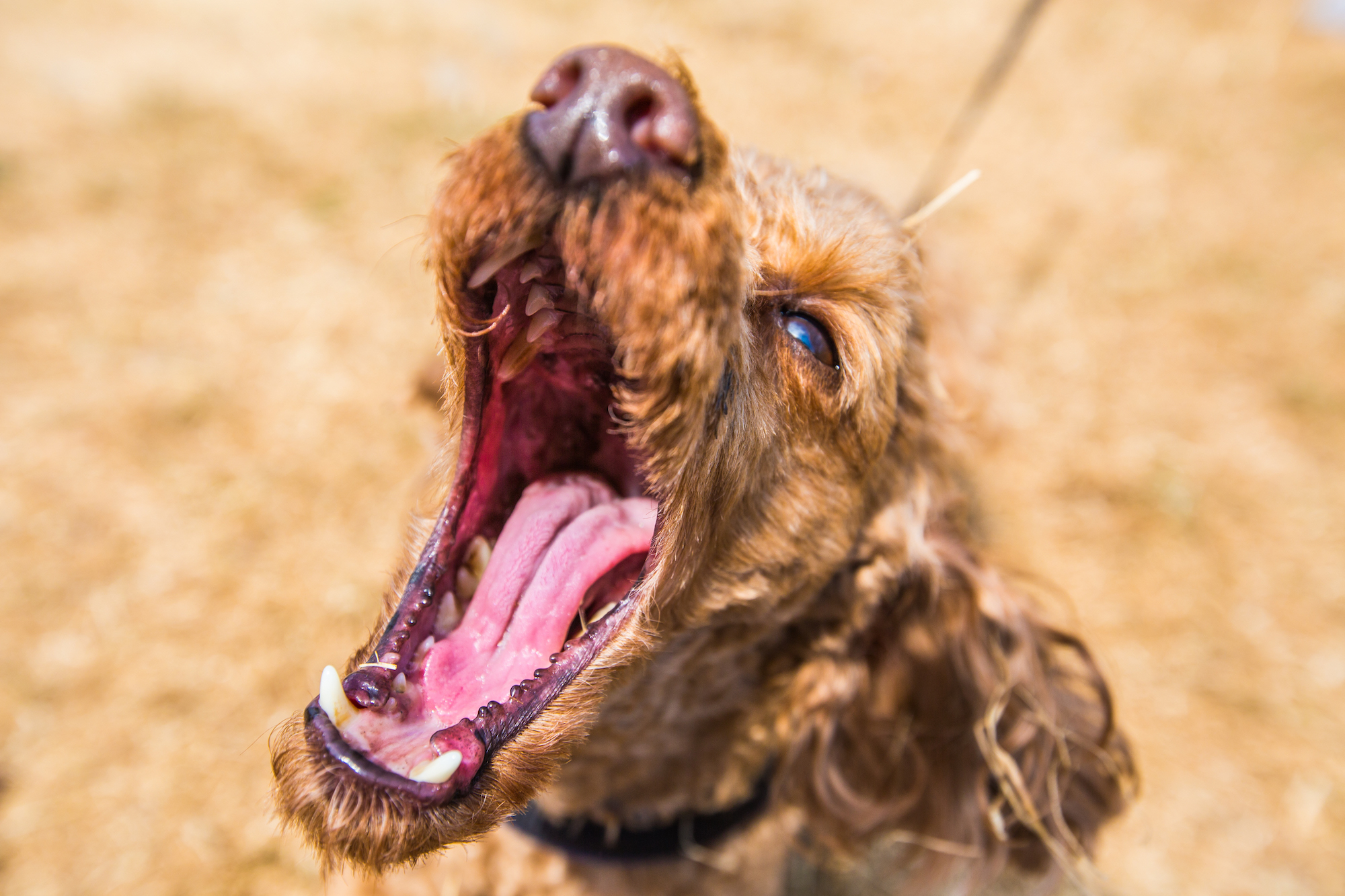 perros aguantando la ola de calor