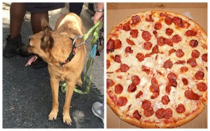 Dog (ALLEGEDLY) Started Kitchen Fire by Trying to Snag Pizza Off the Stove