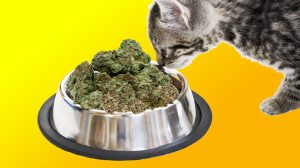 katze, die high ist, vor einem napf voll thc-haltigem cannabis