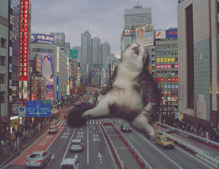 Gatos gigantes se apoderan de las ciudades más importantes del mundo