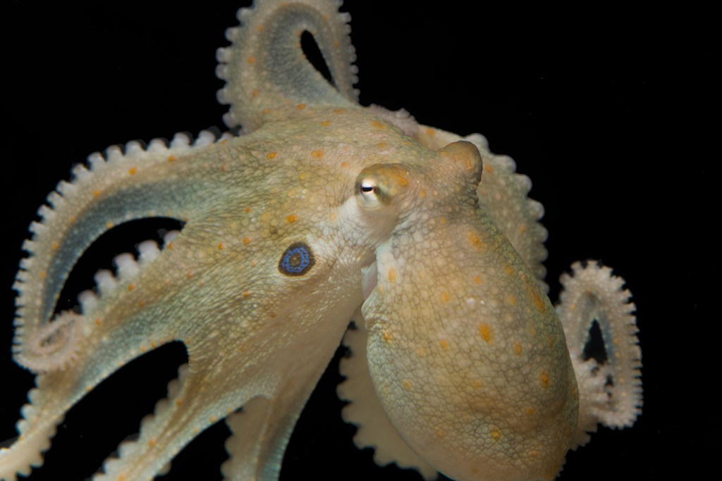 Scientists Gave MDMA to Octopuses and They Started Hugging