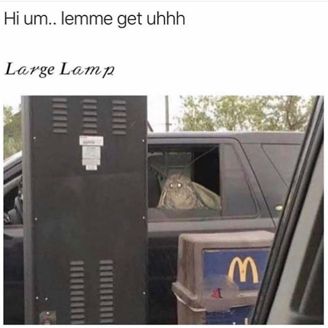 moth meme