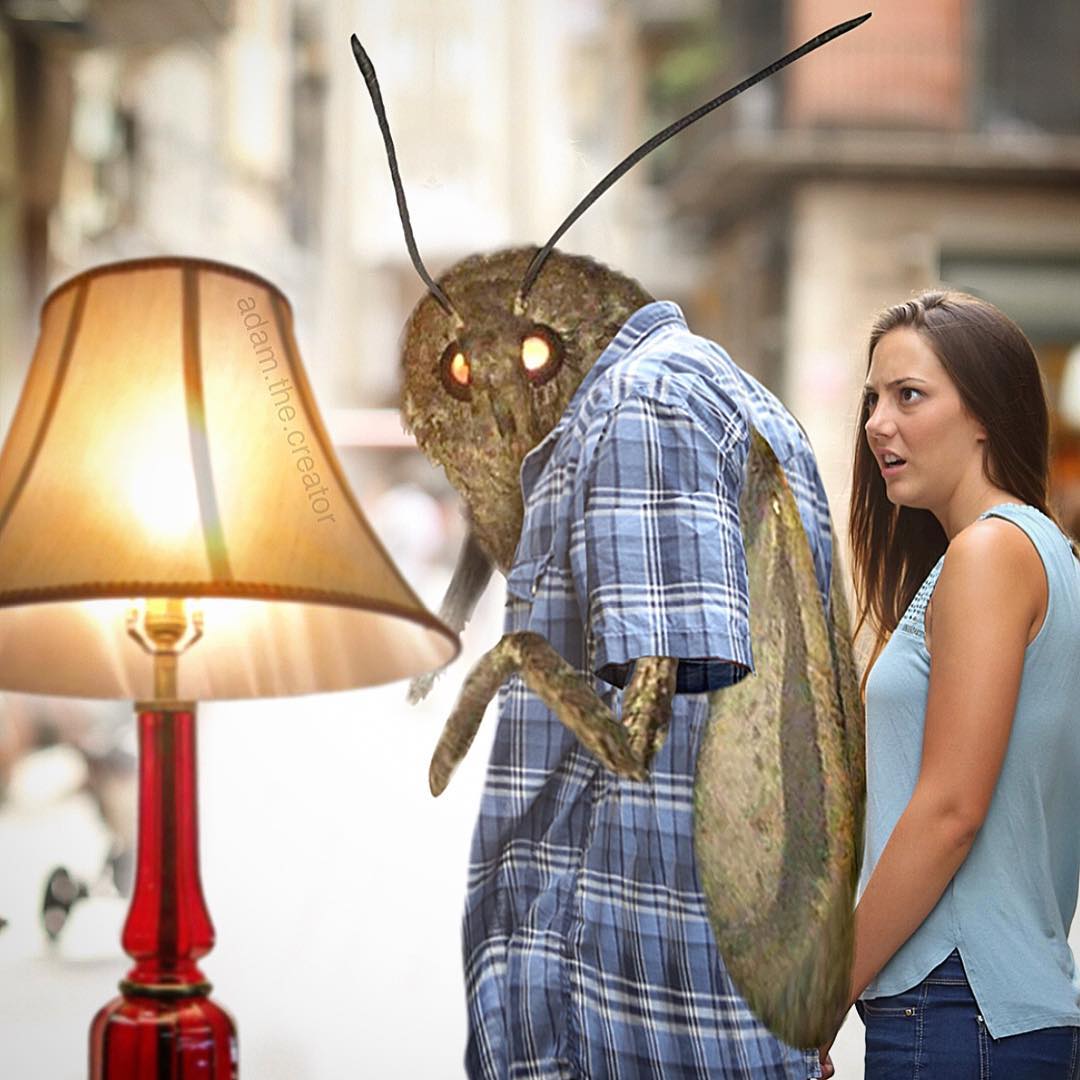 moth meme