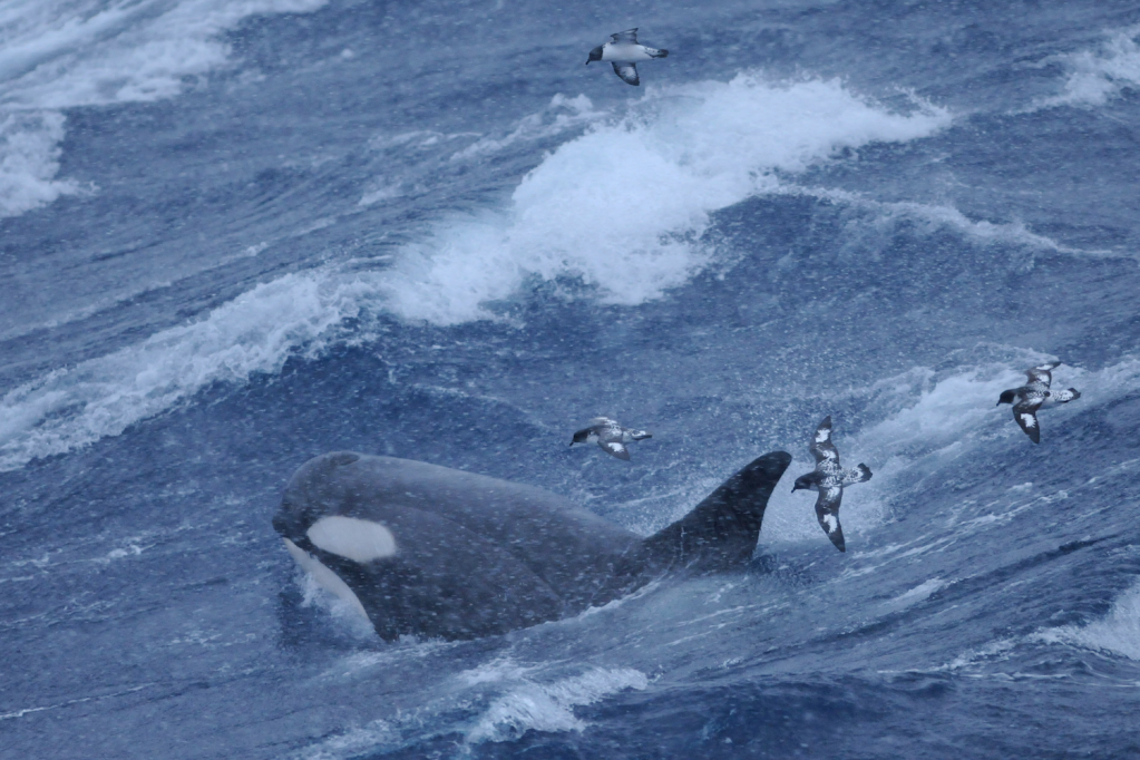 Researchers Had ‘No Idea’ Killer Whales Could Dive This Deep