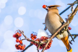 Des oiseaux bourrés sèment le chaos dans une ville du Minnesota