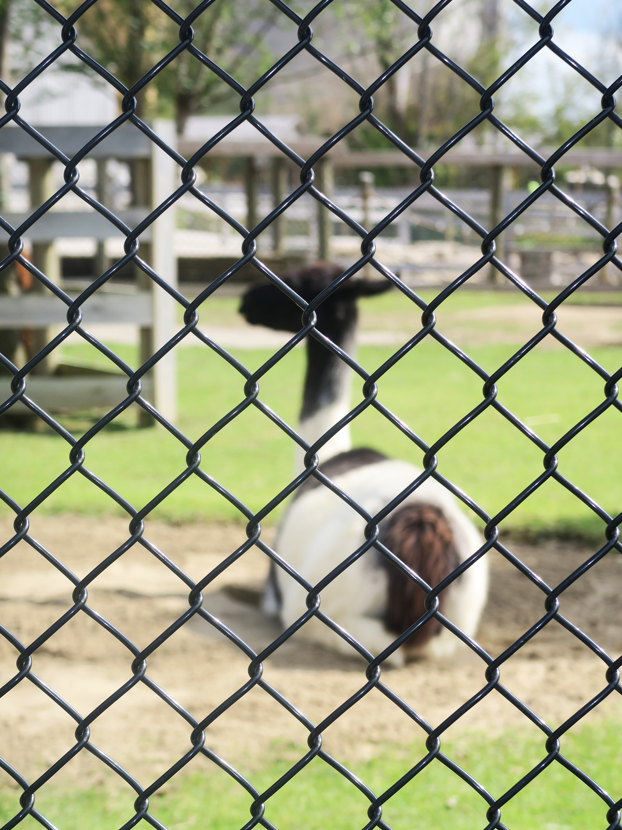 1539047144261-Ark-Encounter-zoo-llama