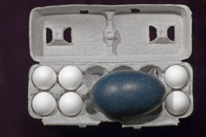 An emu egg in a carton with several chicken eggs