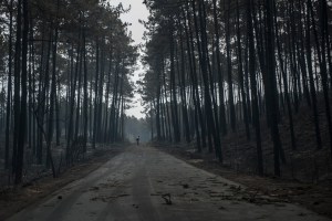 árvore ardidas no Pinhal de Leiria depois do fogo de Outubro de 2017