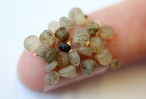 Microplastic beads on a finger