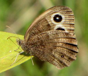 Common wood nymph. ​Image: D. Gordon, G. Robertson