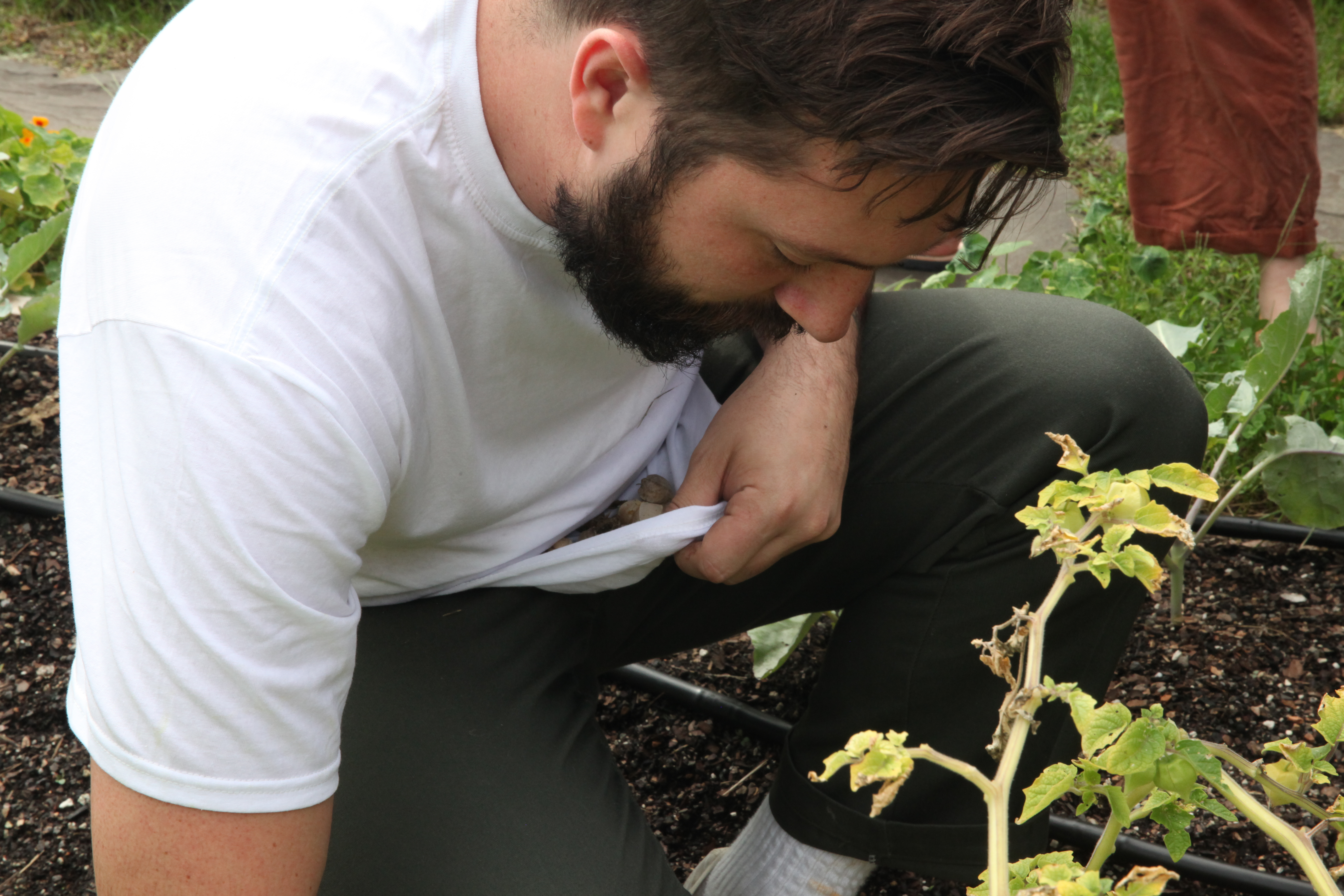 Aaron Crowder picking husk cherries