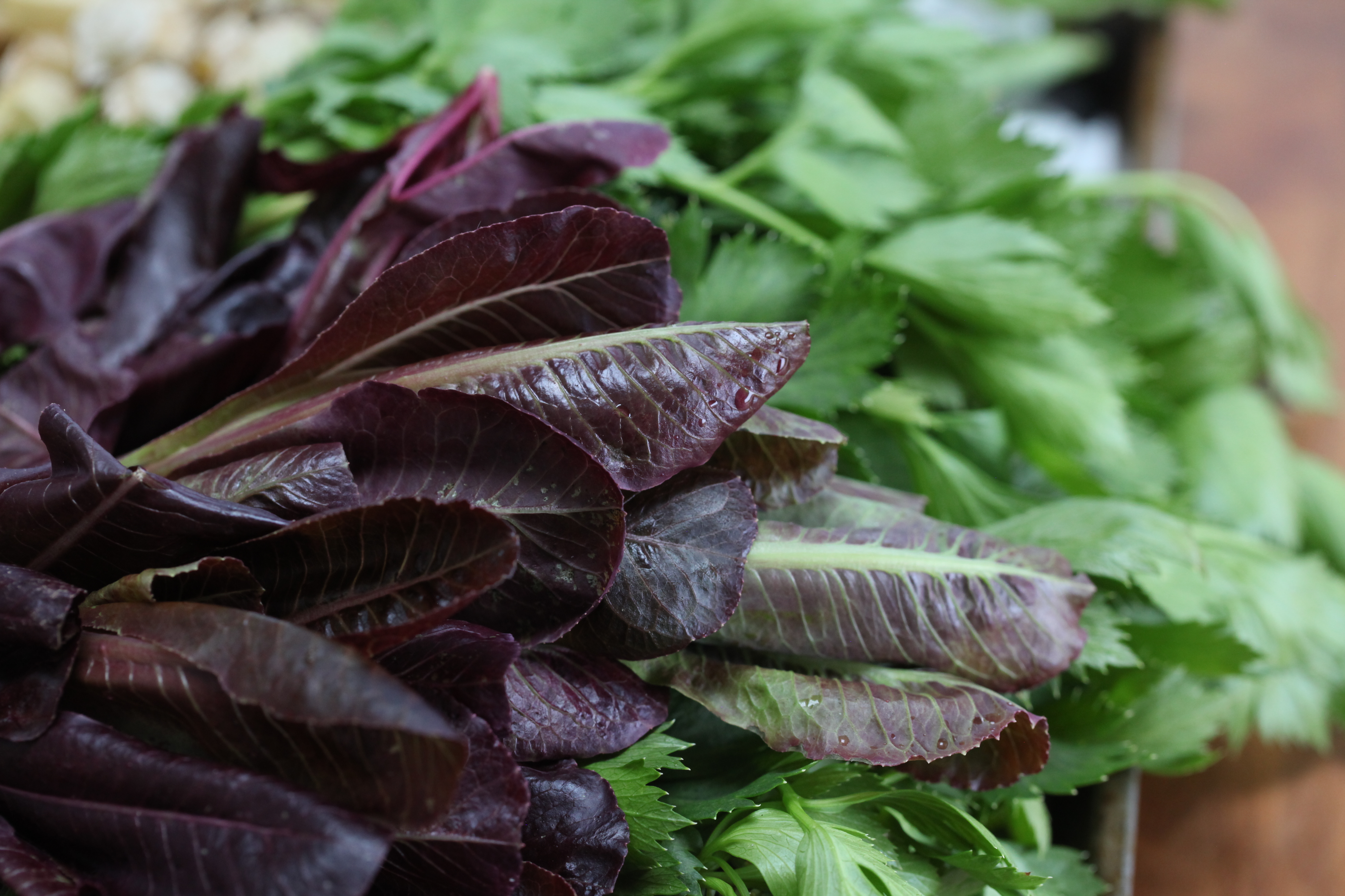 Baby gem lettuces and celery