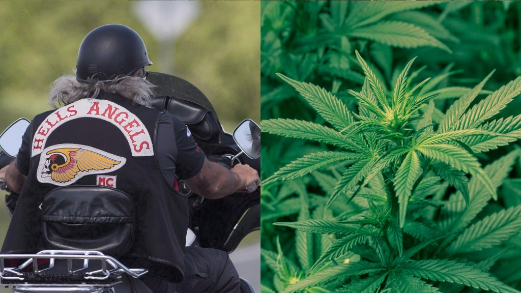 A Hells Angels member and a marijuana plant.