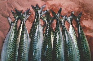 mackerel lined up on paper