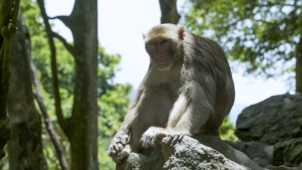 A rhesus macaques​ resting on a rock in Cayo Santiago.