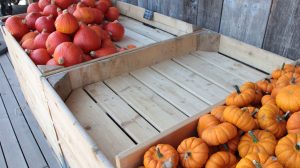 Kürbisse in einem Verkaufsregal der Jucker Farm