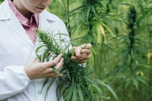 scientist studies cannabis weed plant