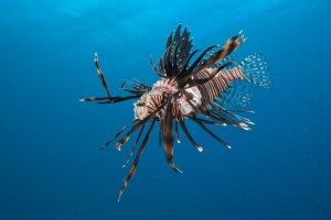 The invasive, venomous lionfish is killing Atlantic reefs. So please eat it