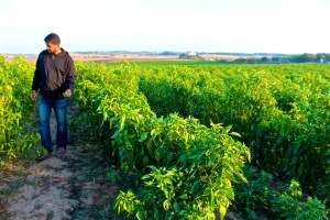 politiche sul cibo gaza