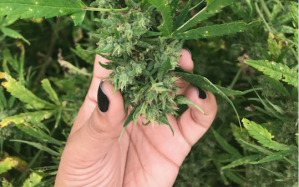 Hand holding leaves of cannabis plant