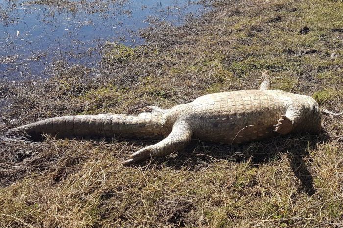 A headless crocodile that was discovered near Mt Isa