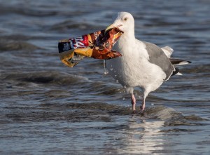 gabbiano plastica monouso immondizia negli oceani