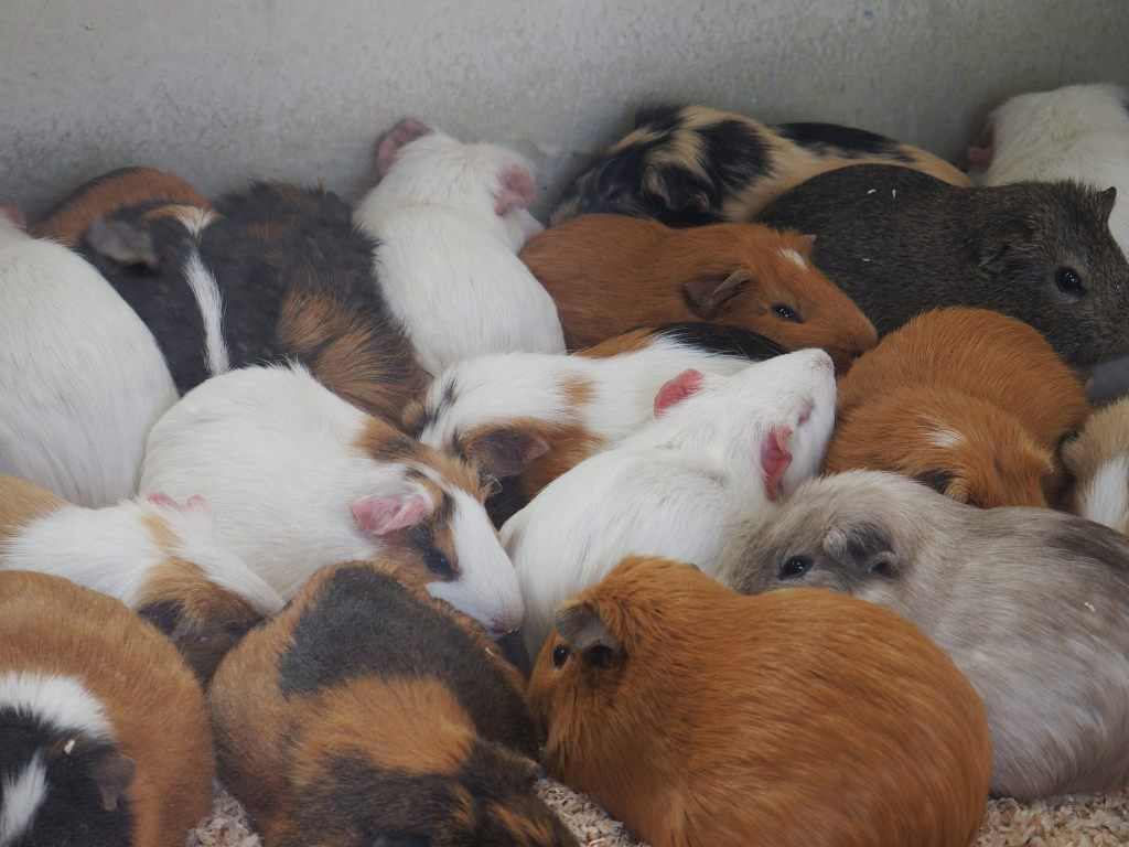 A litter of guinea pigs.