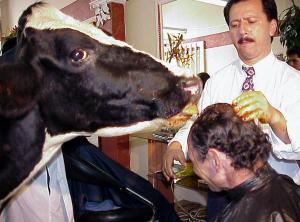 La vache d'un coiffeur colombien lèche un client qui espère ainsi guérir sa calvitie