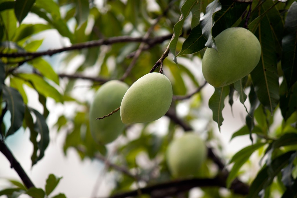 Mangos on a tree