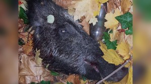 Der Kopf eines Wildschweins liegt im Laub