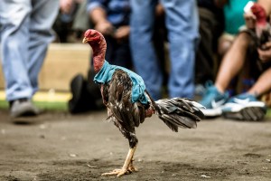 Combat de coq à La Réunion