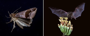 A moth and a bat.