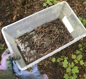 Asian jumping worms. Image: Geological Society of America